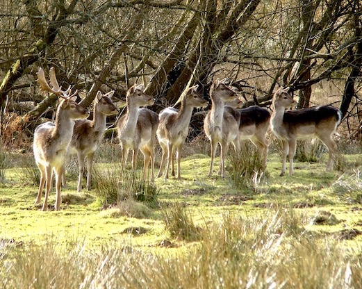 fallow deer